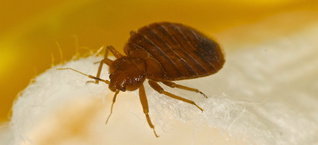 bed bug removal services clearwater